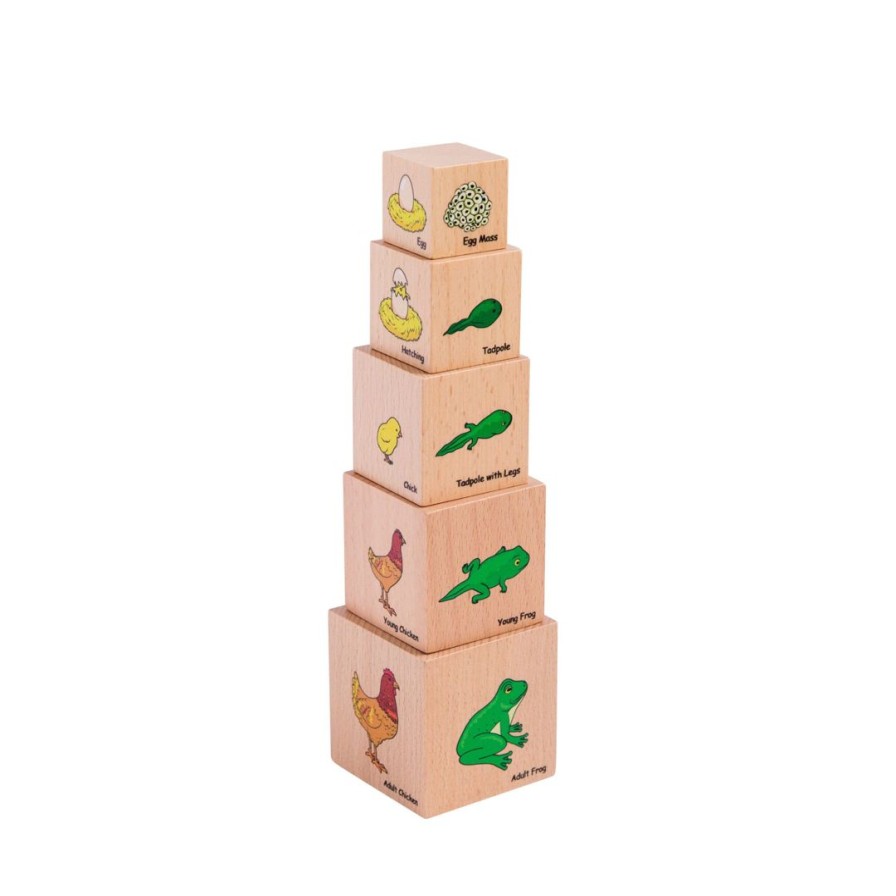 Wooden Toys Freckled Frog Stacking Toys | Wooden Lifecycle Blocks